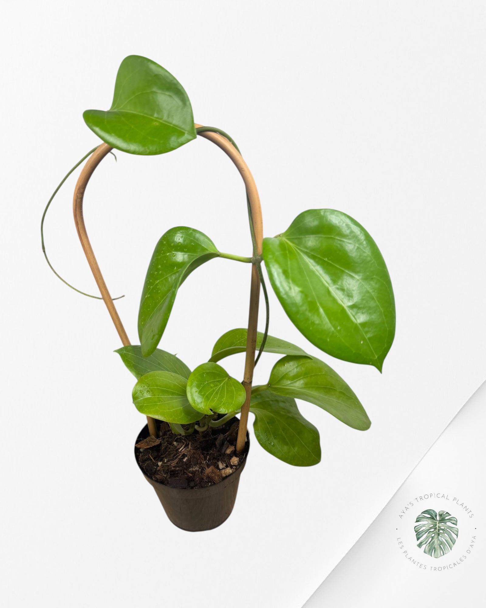 Hoya Cominsii - F2