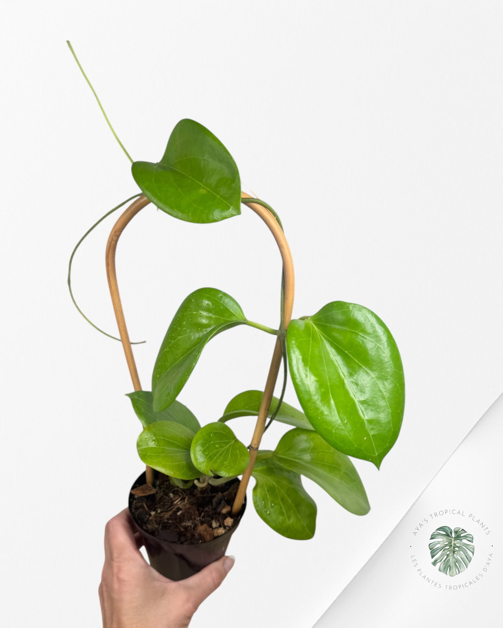 Hoya Cominsii - F2