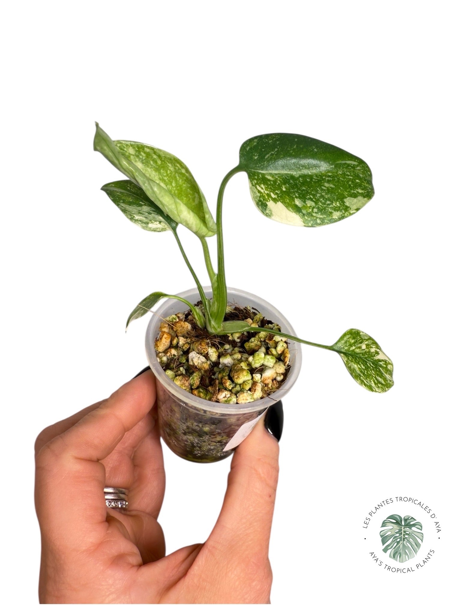 Monstera Thai Constellation Creme Brûlée| Rare TC Plant | Aya's Tropical Plants