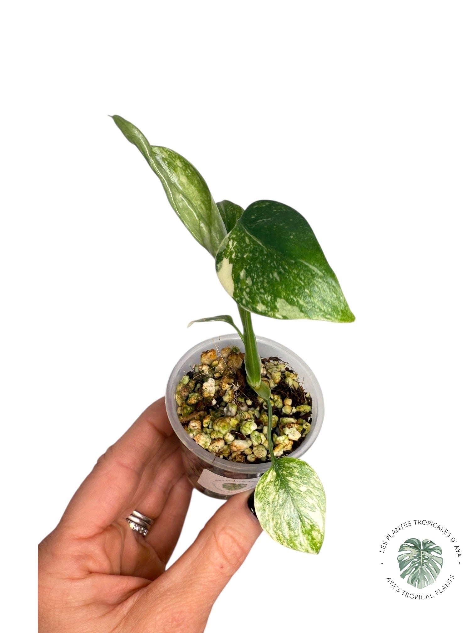 Monstera Thai Constellation Creme Brûlée| Rare TC Plant | Aya's Tropical Plants