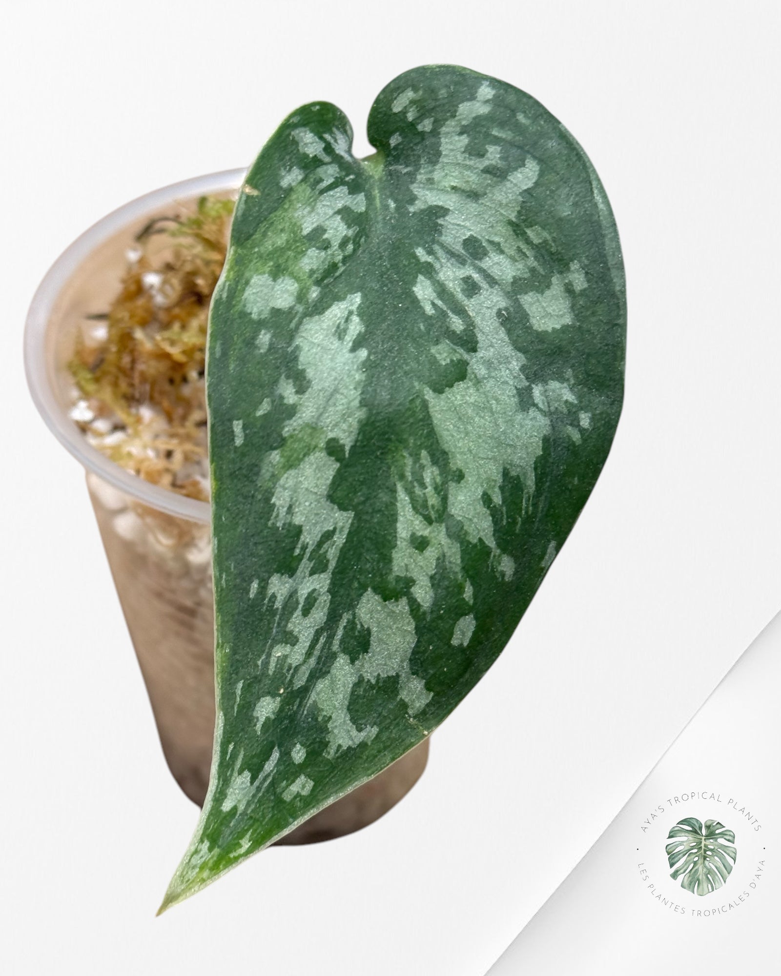 Scindapsus Paraluman-P1