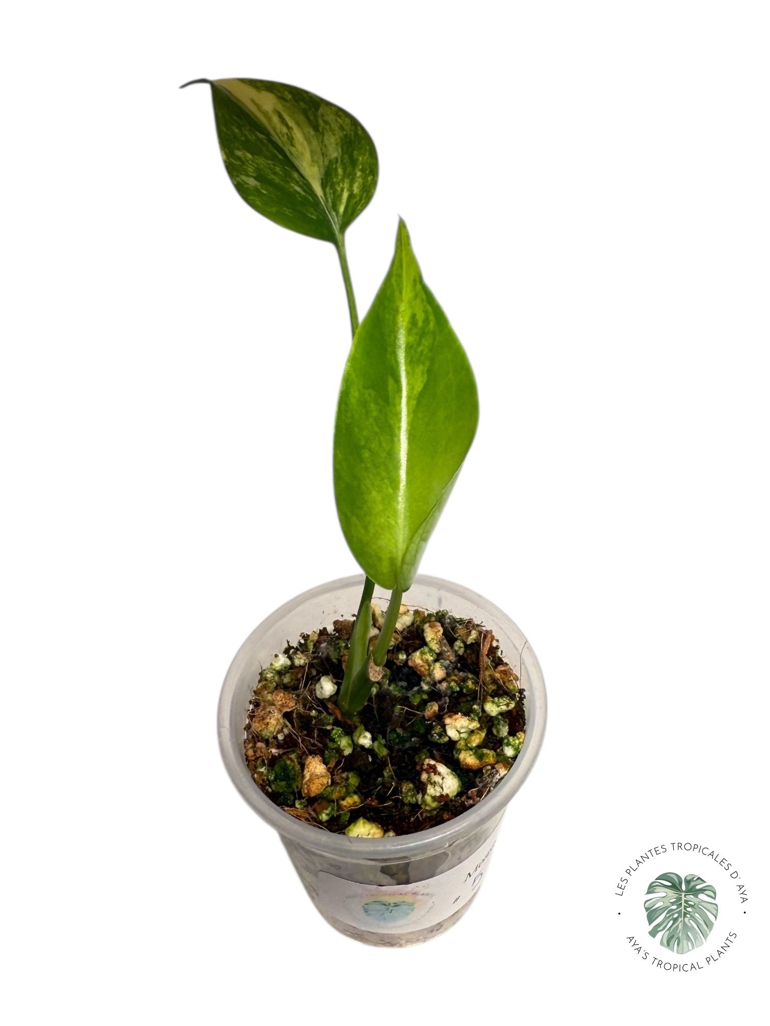 Monstera Aurea | Rare TC Plant | Aya's Tropical Plants