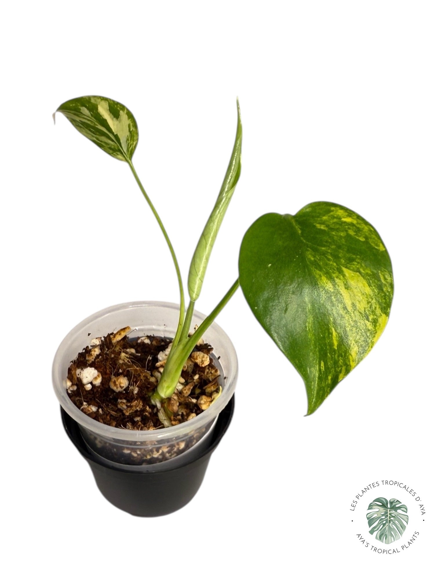 Monstera Aurea | Rare TC Plant | Aya's Tropical Plants