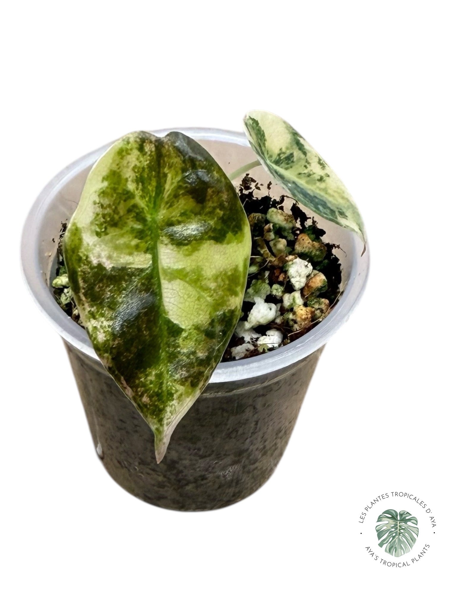 Alocasia Sedenii Variegated Aurea| Rare TC Plant| Aya's Tropical Plants