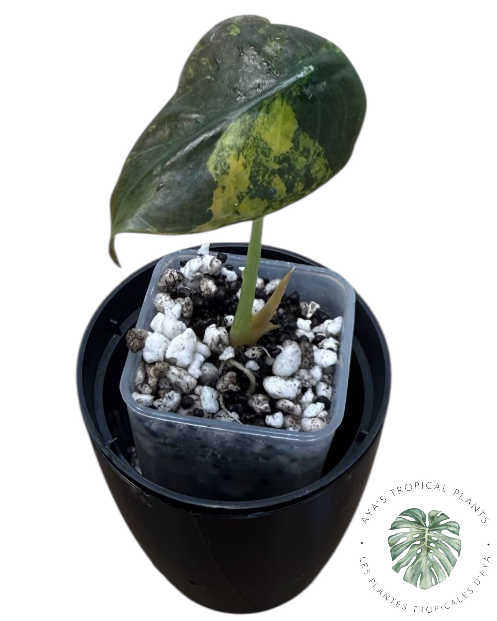 Alocasia Cuprea Golden Latte variegated