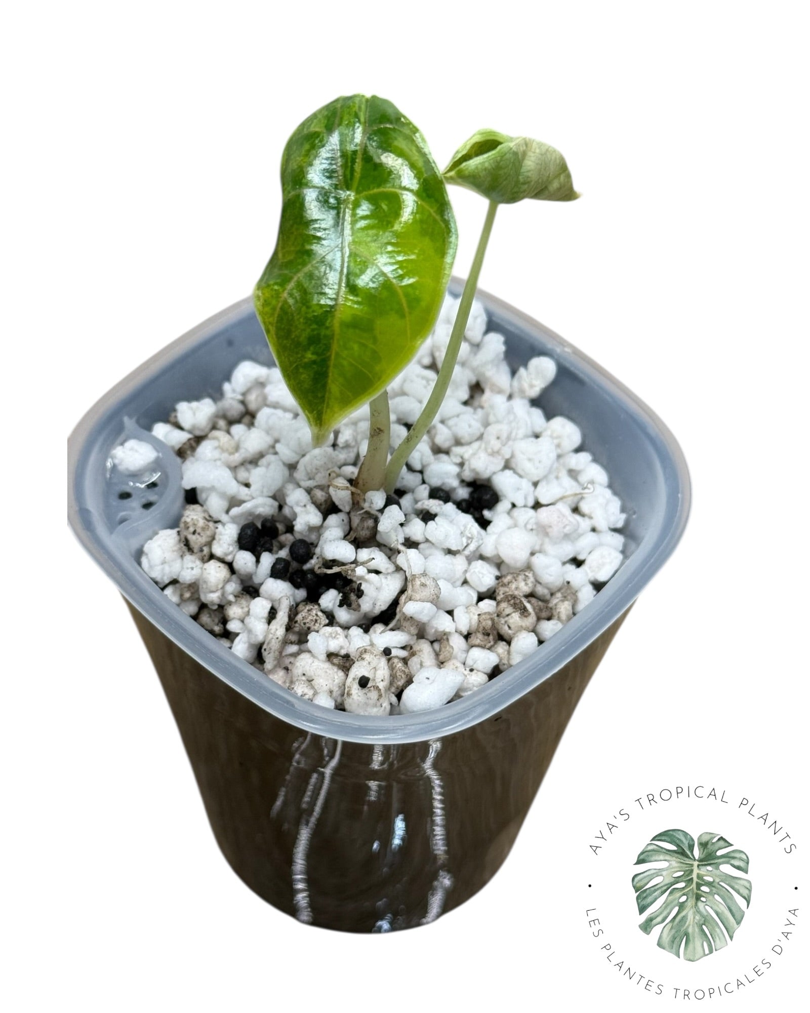 Alocasia Azlanii Aurea Variegated