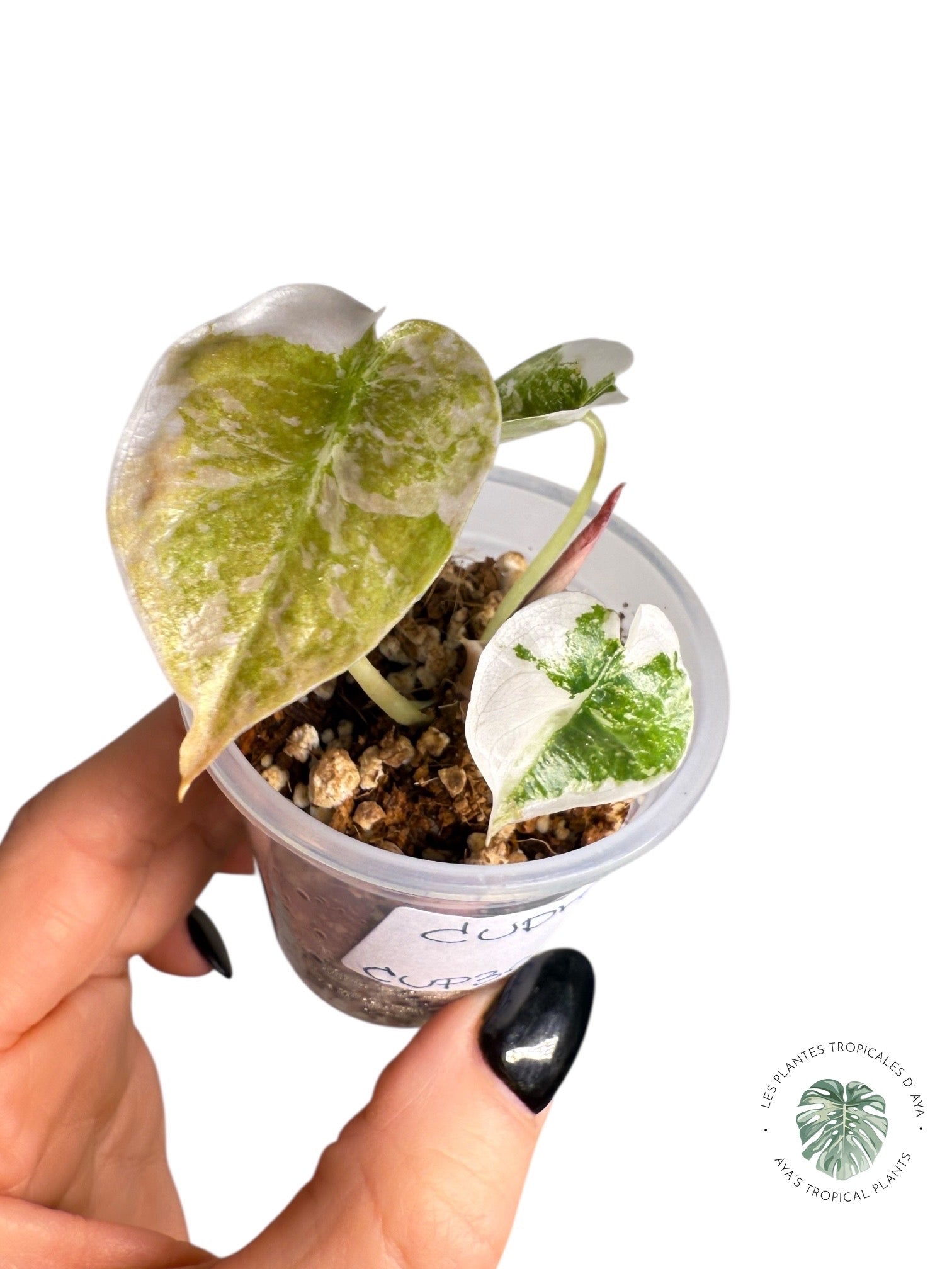 Alocasia Cuprea Pink Variegated | Rare TC Plant| Aya's Tropical Plants