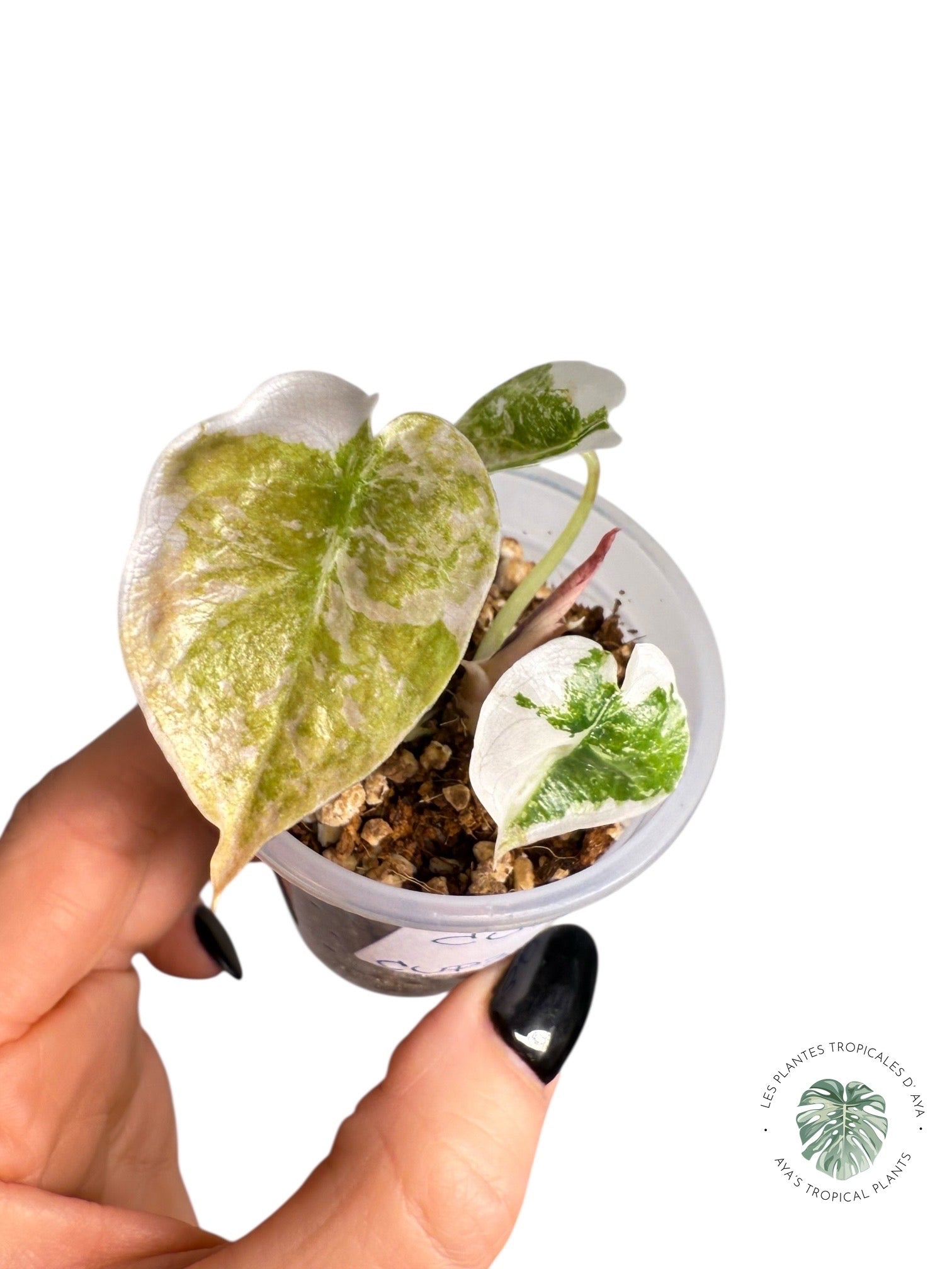 Alocasia Cuprea Pink Variegated | Rare TC Plant| Aya's Tropical Plants