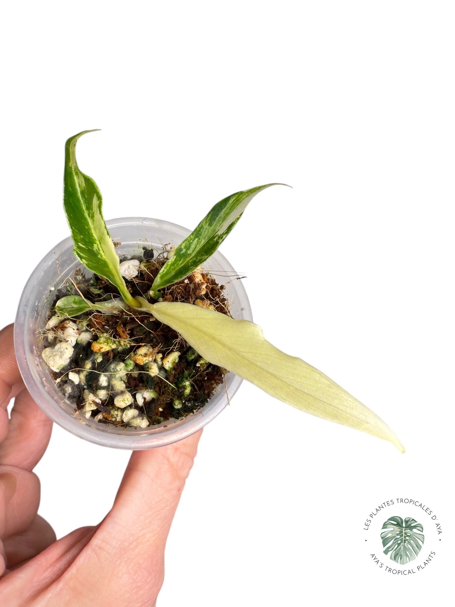 Philodendron Tortum Variegated | Rare TC Plant| Aya's Tropical Plants