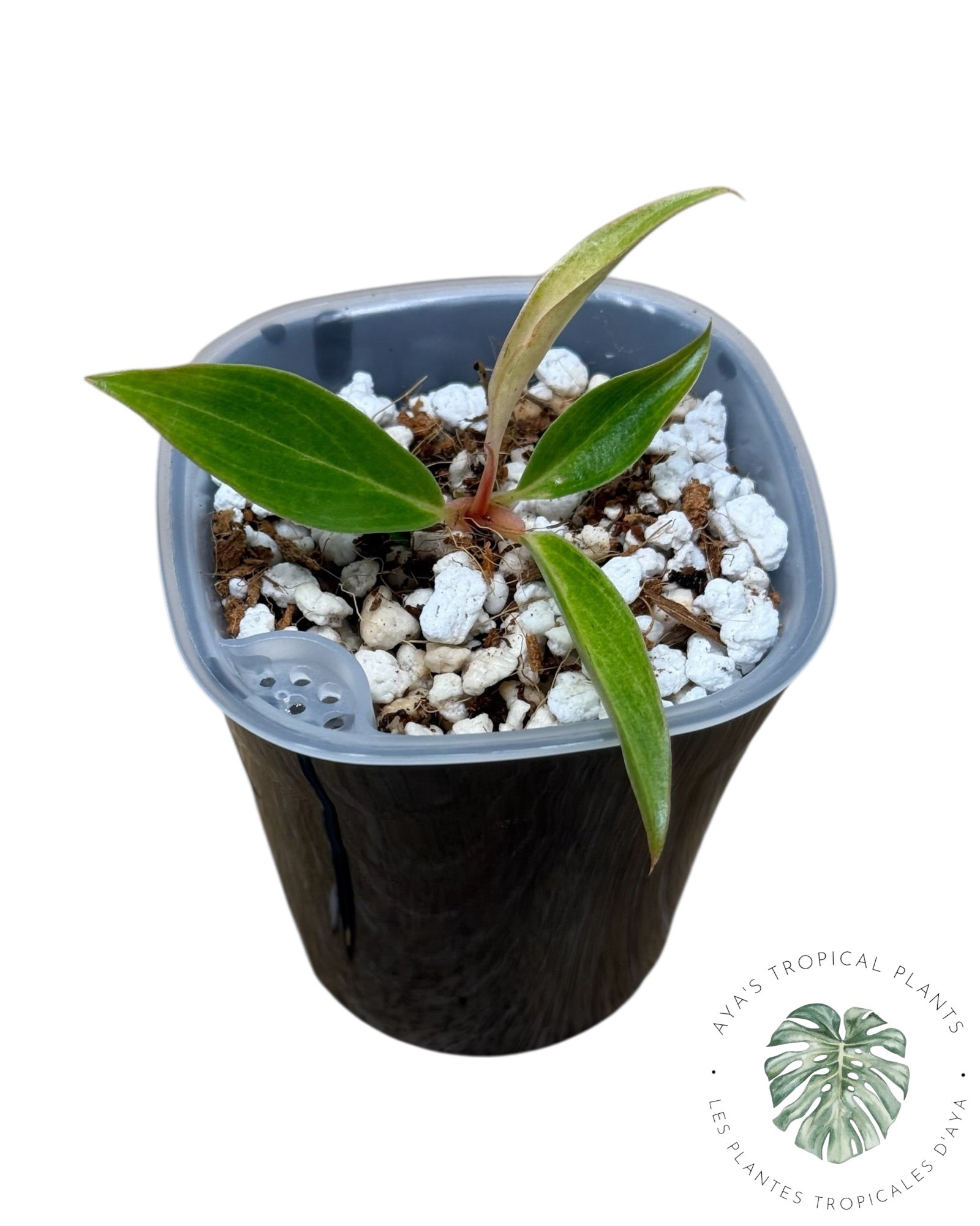 Philodendron Strawberry Caramel Variegated