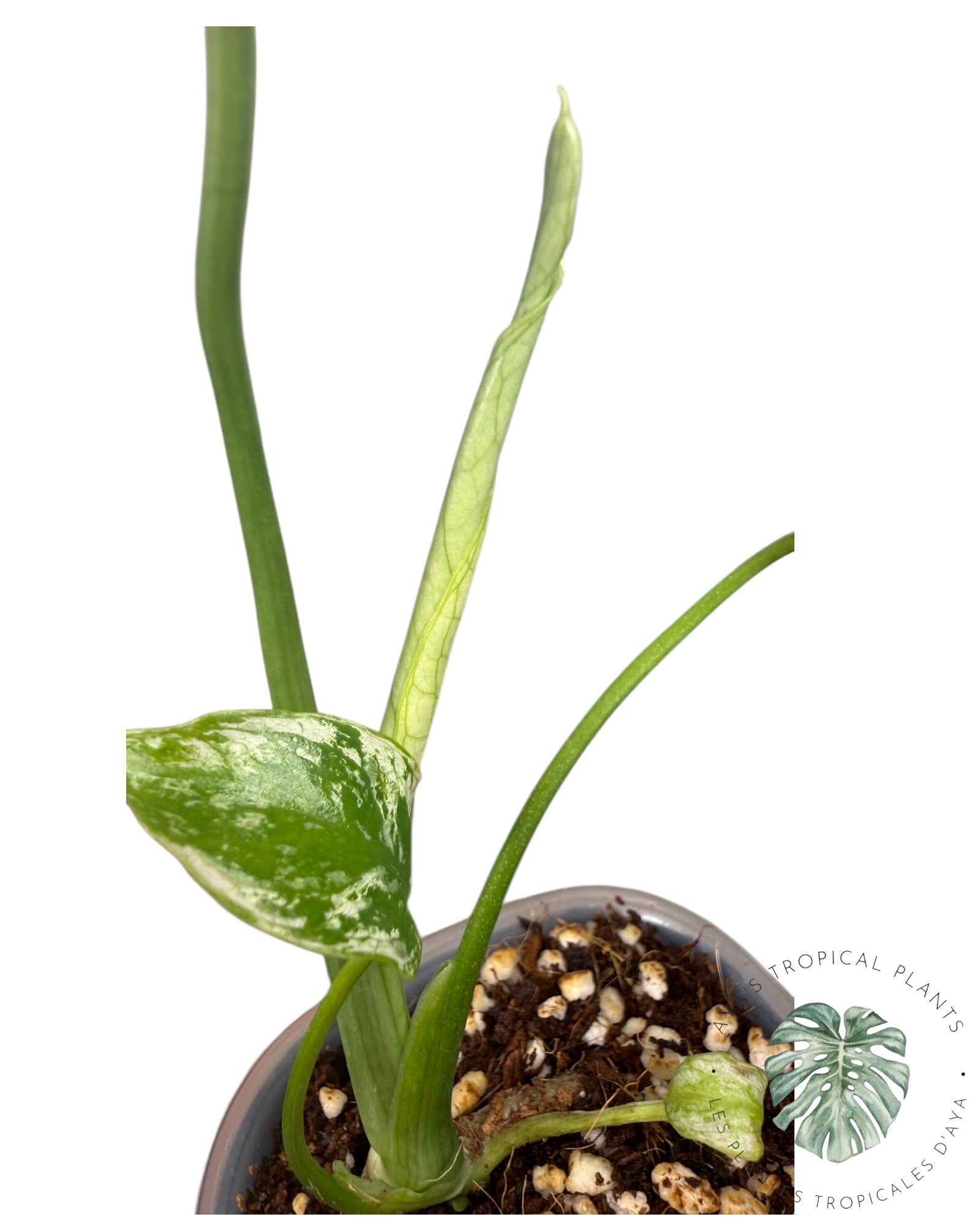 Monstera Deliciosa 'Devil Monster'