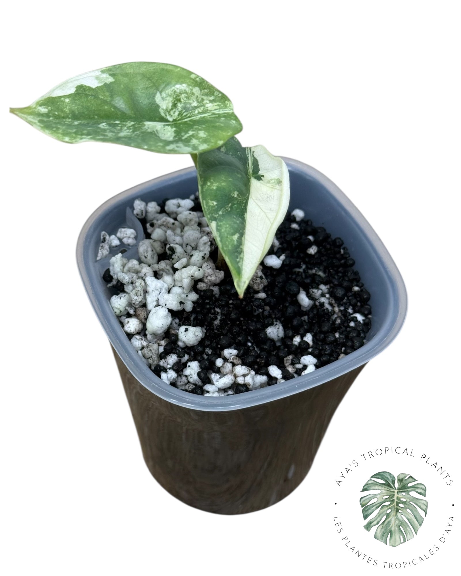 Alocasia Silver Dragon Albo Variegated