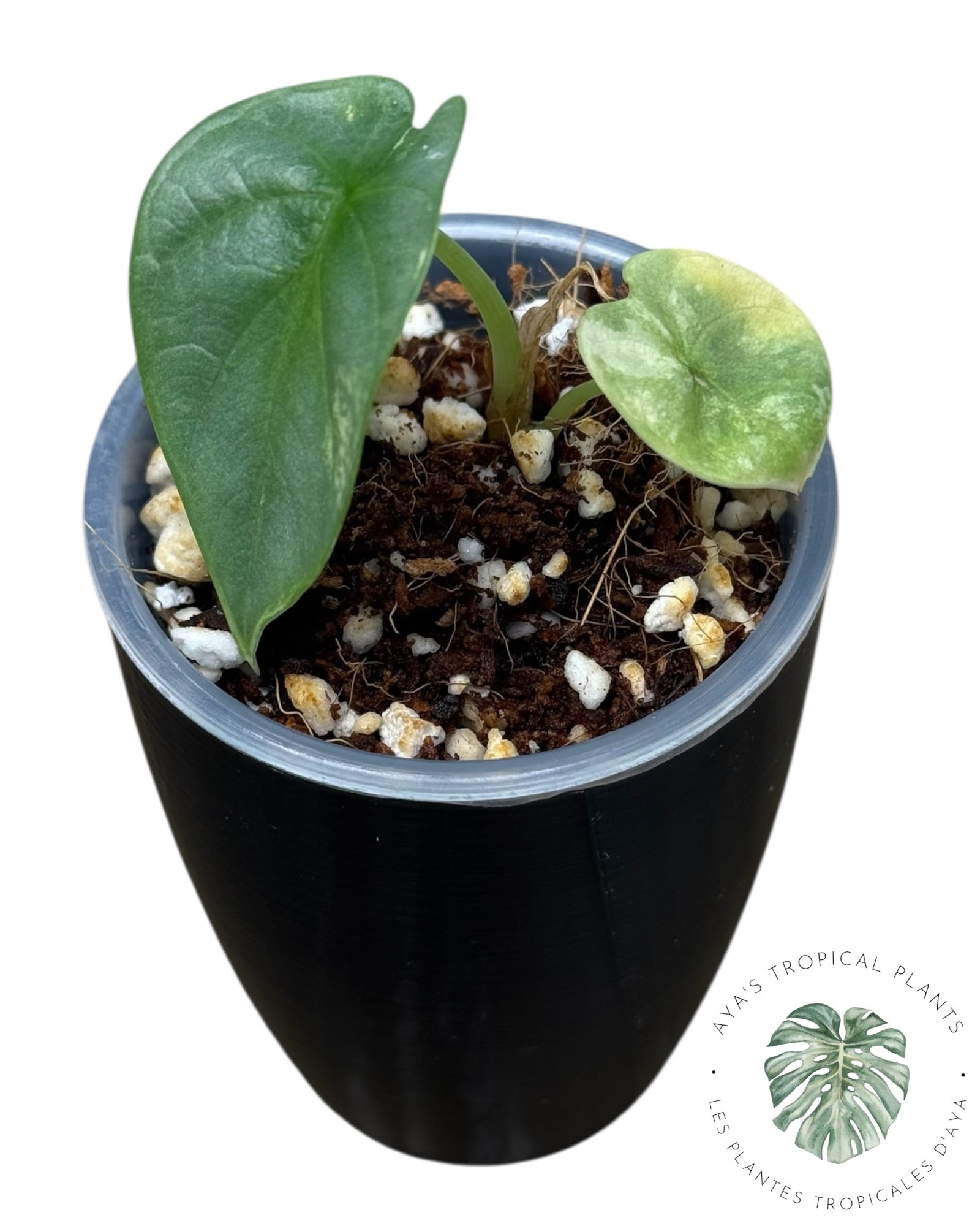 Alocasia Silver Dragon Aurea Variegated