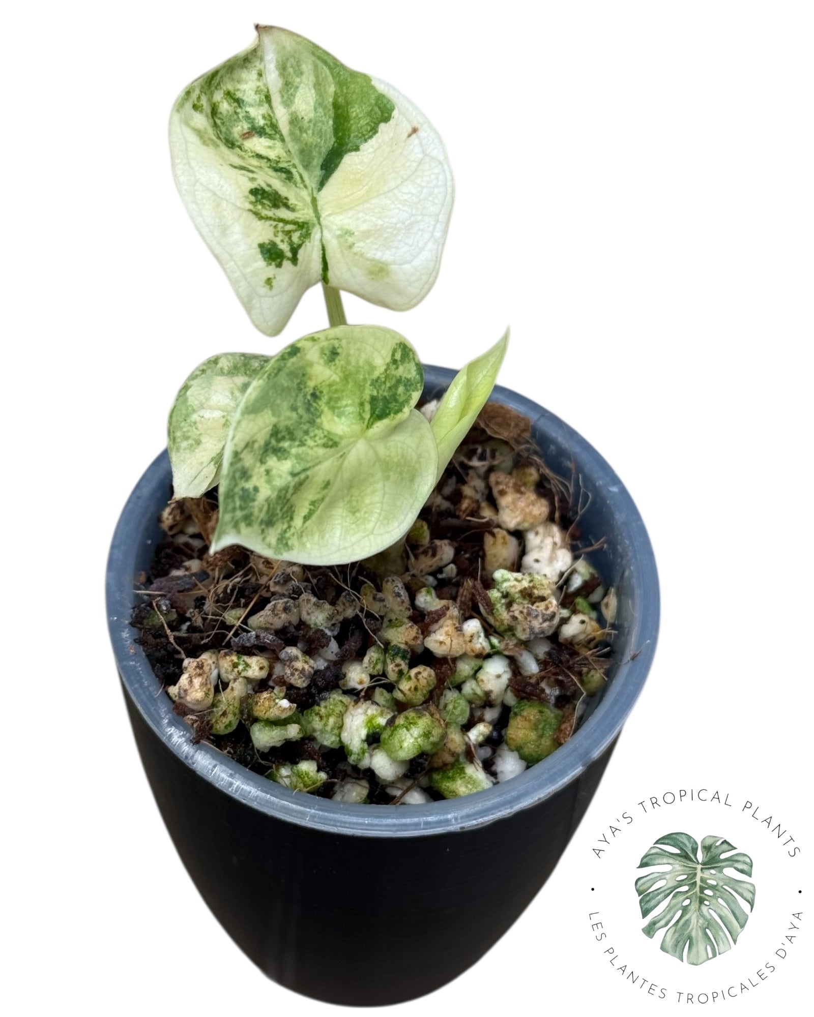 Alocasia Silver Dragon Aurea Variegated