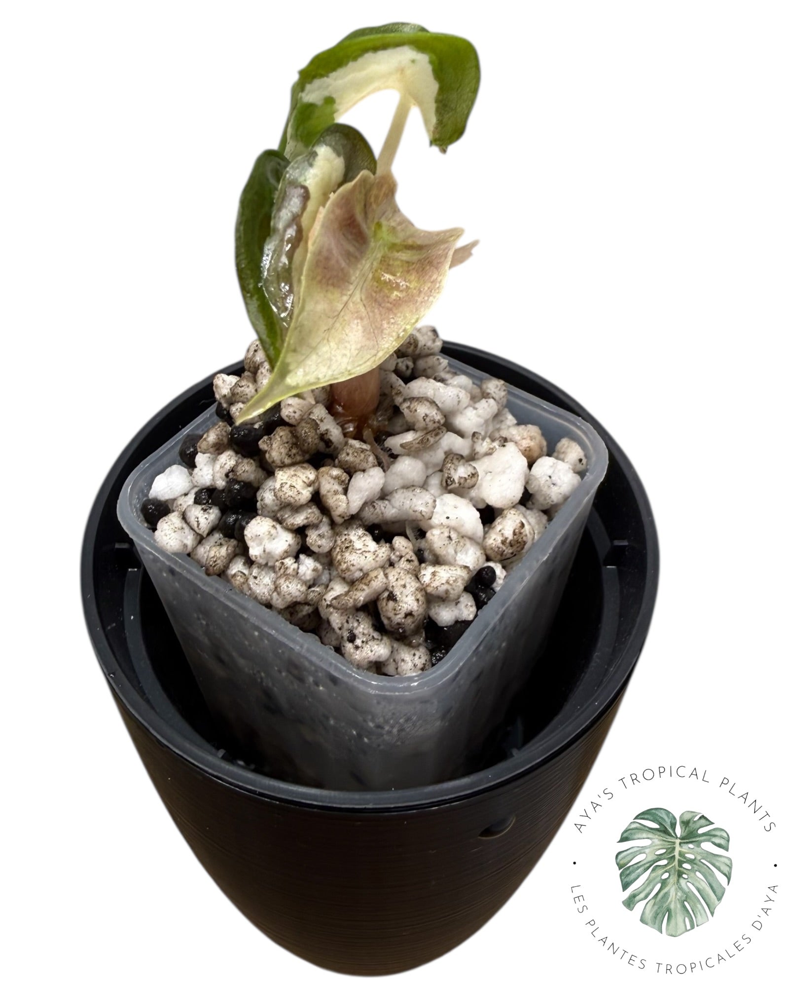 Alocasia Polly Lava Variegated