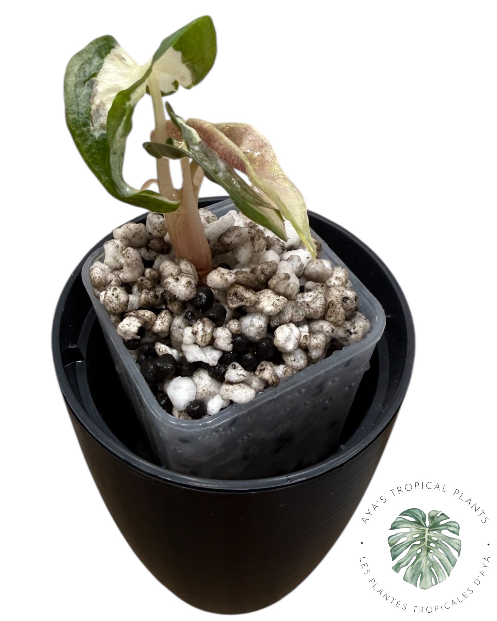 Alocasia Polly Lava Variegated