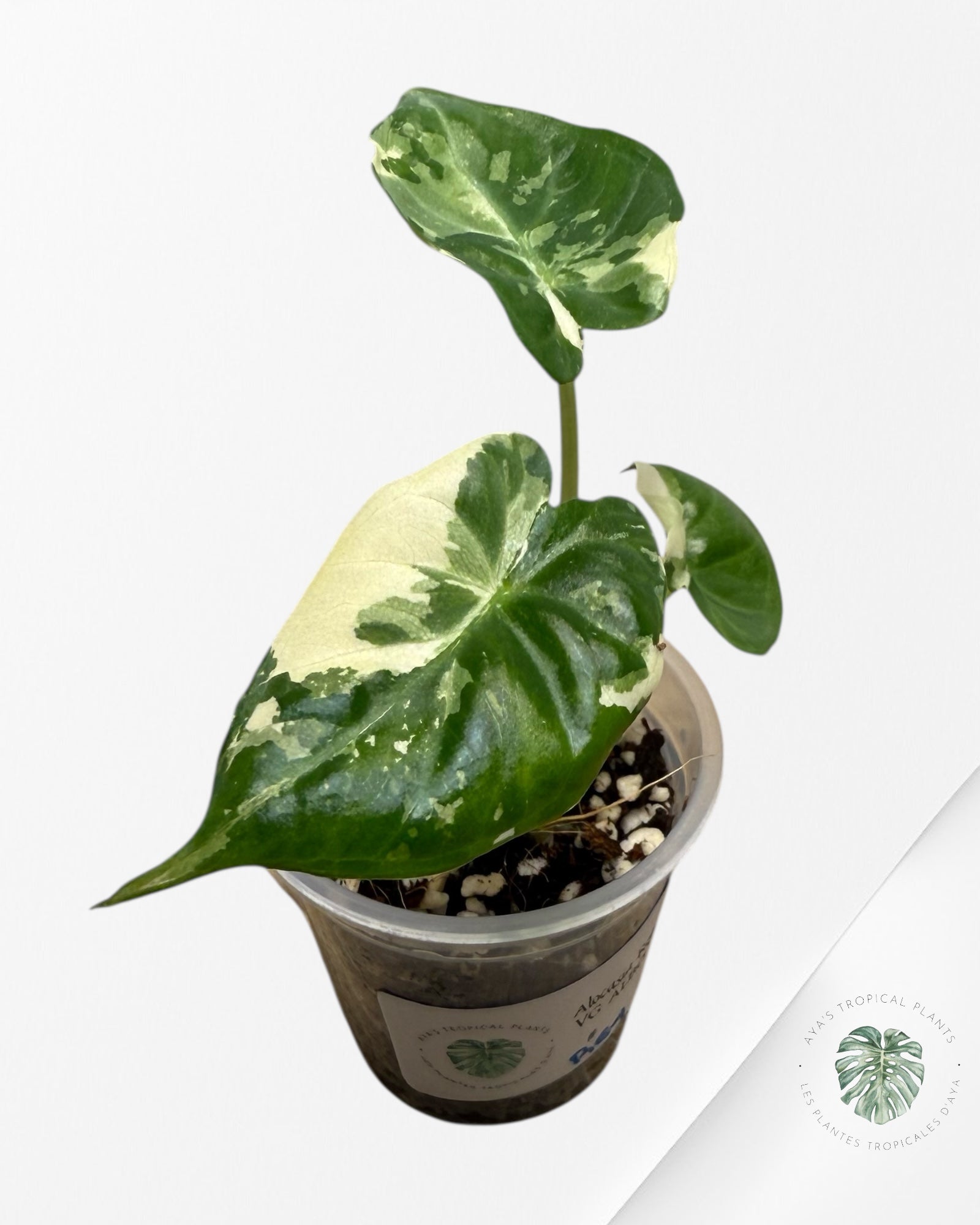 Alocasia Regal Variegated Albo| Rare TC Plant | Aya's Tropical Plants