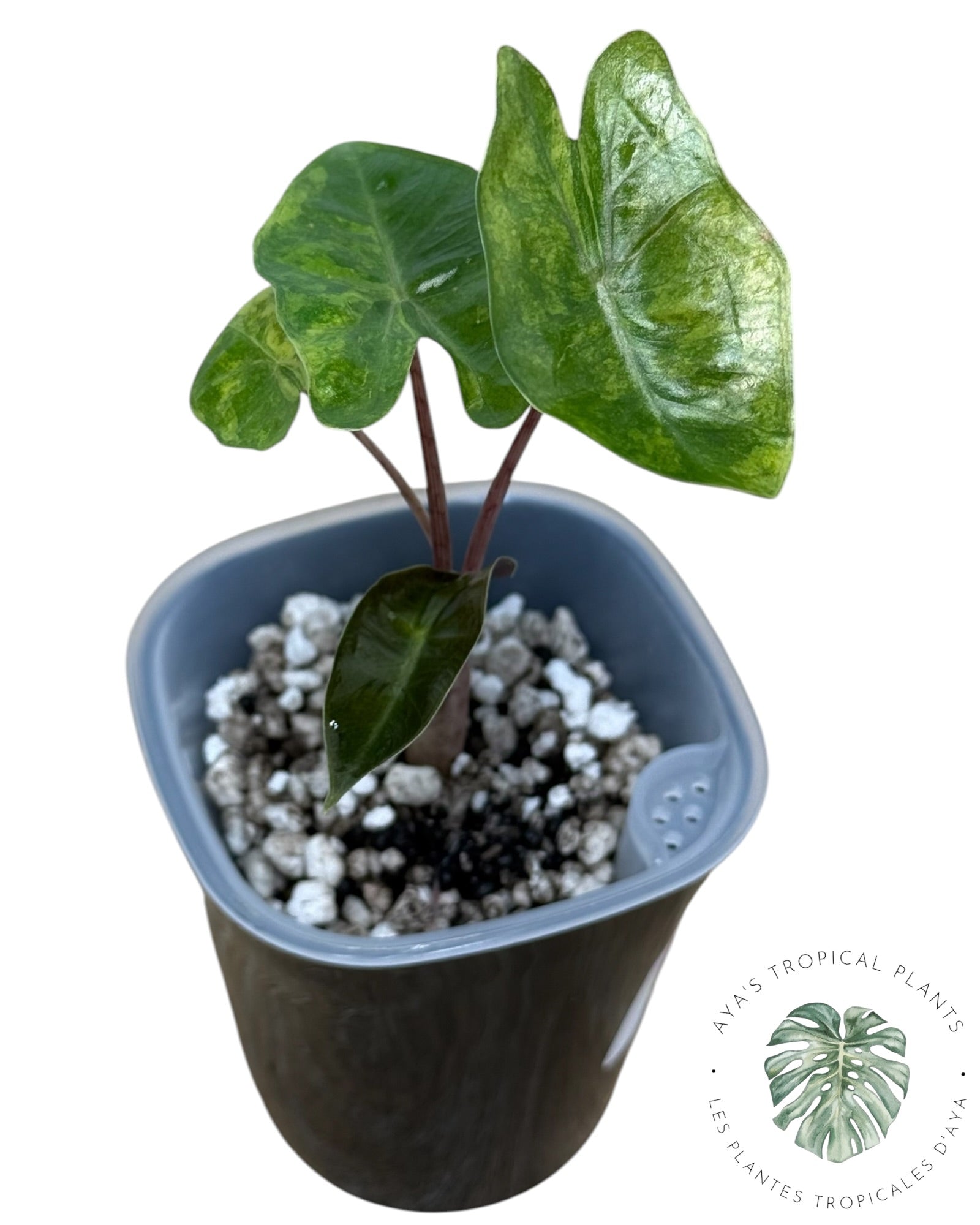 Alocasia Pseudo-Sanderiana Aurea Variegated