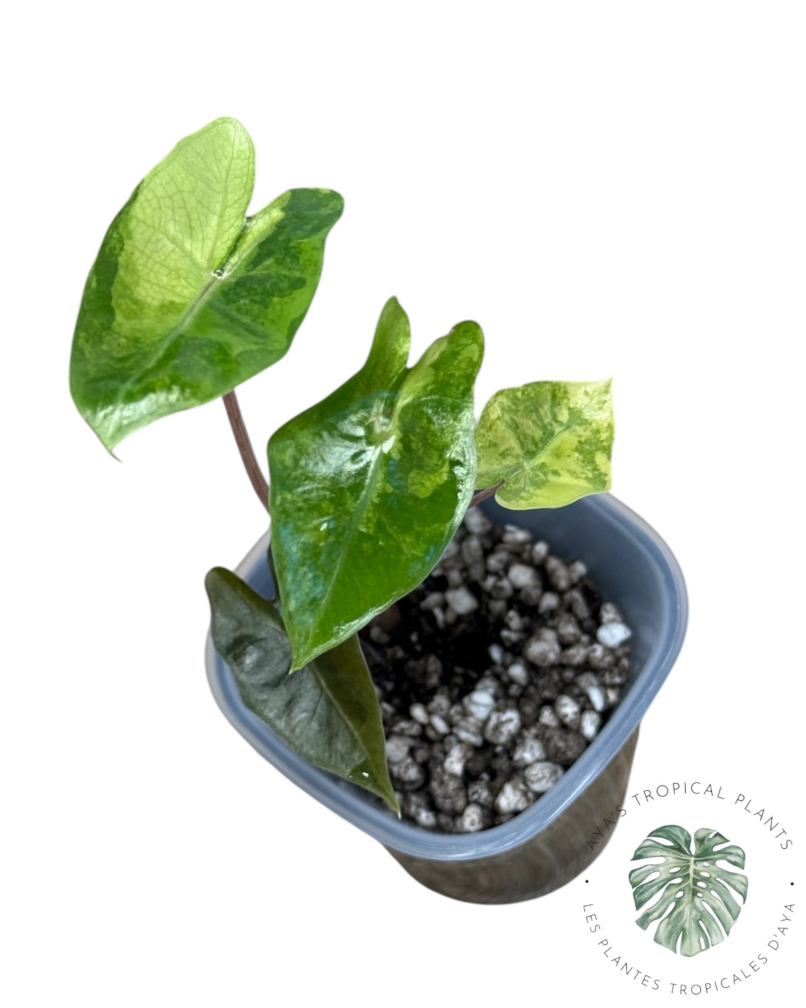 Alocasia Pseudo-Sanderiana Aurea Variegated