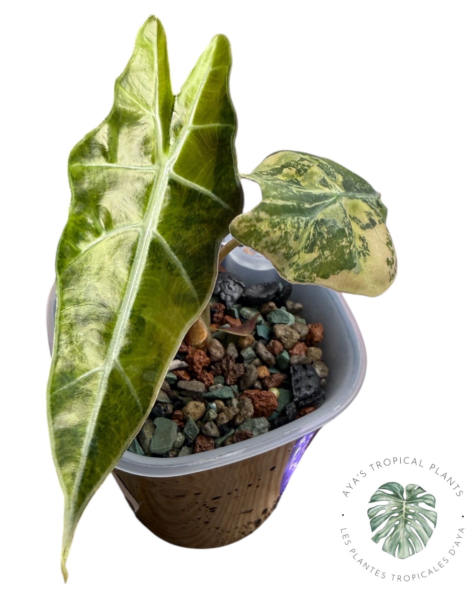 Alocasia Sanderiana ‘Bull’ Aurea Variegated