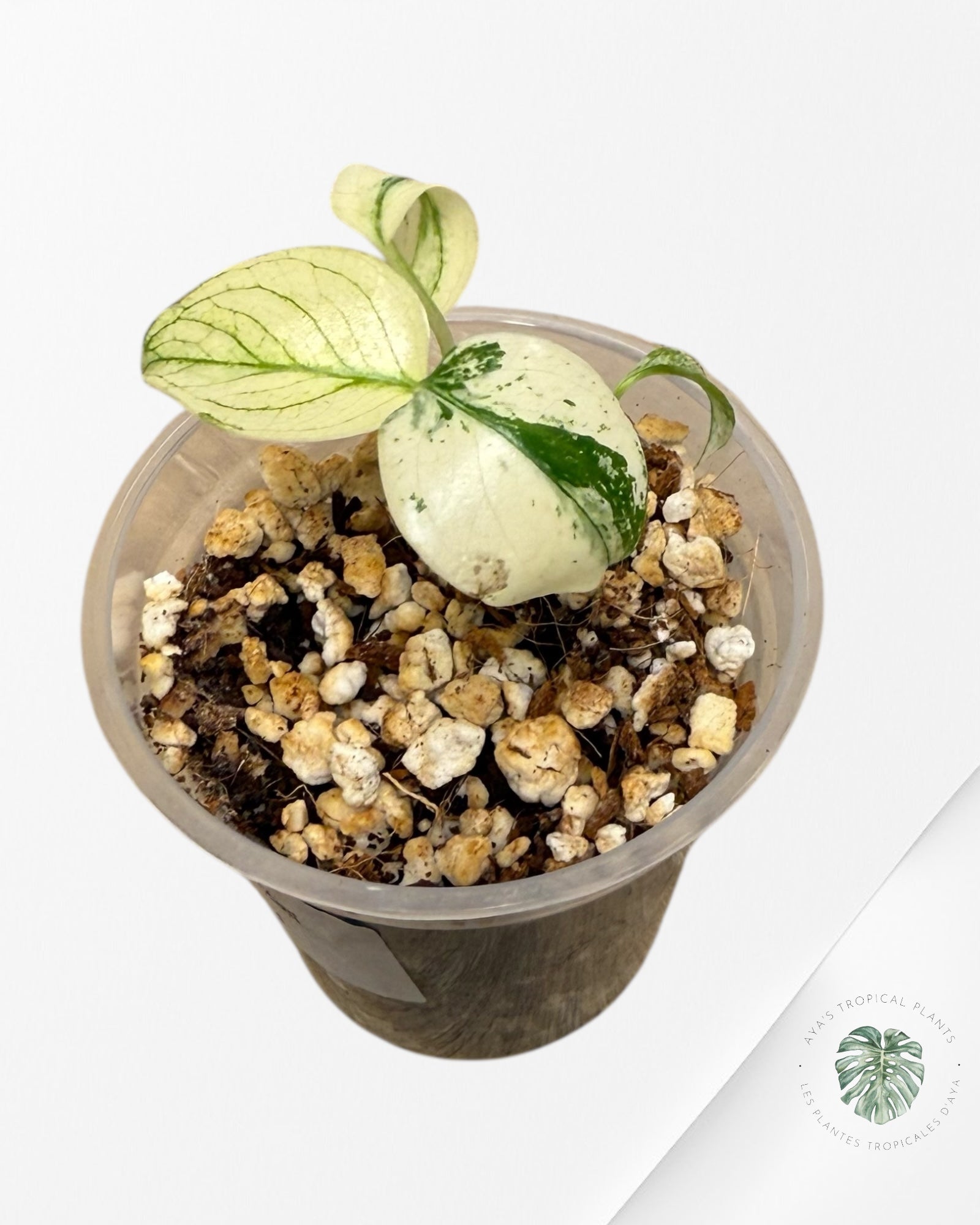 Monstera Mint| Rare TC Plant | Aya's Tropical Plants