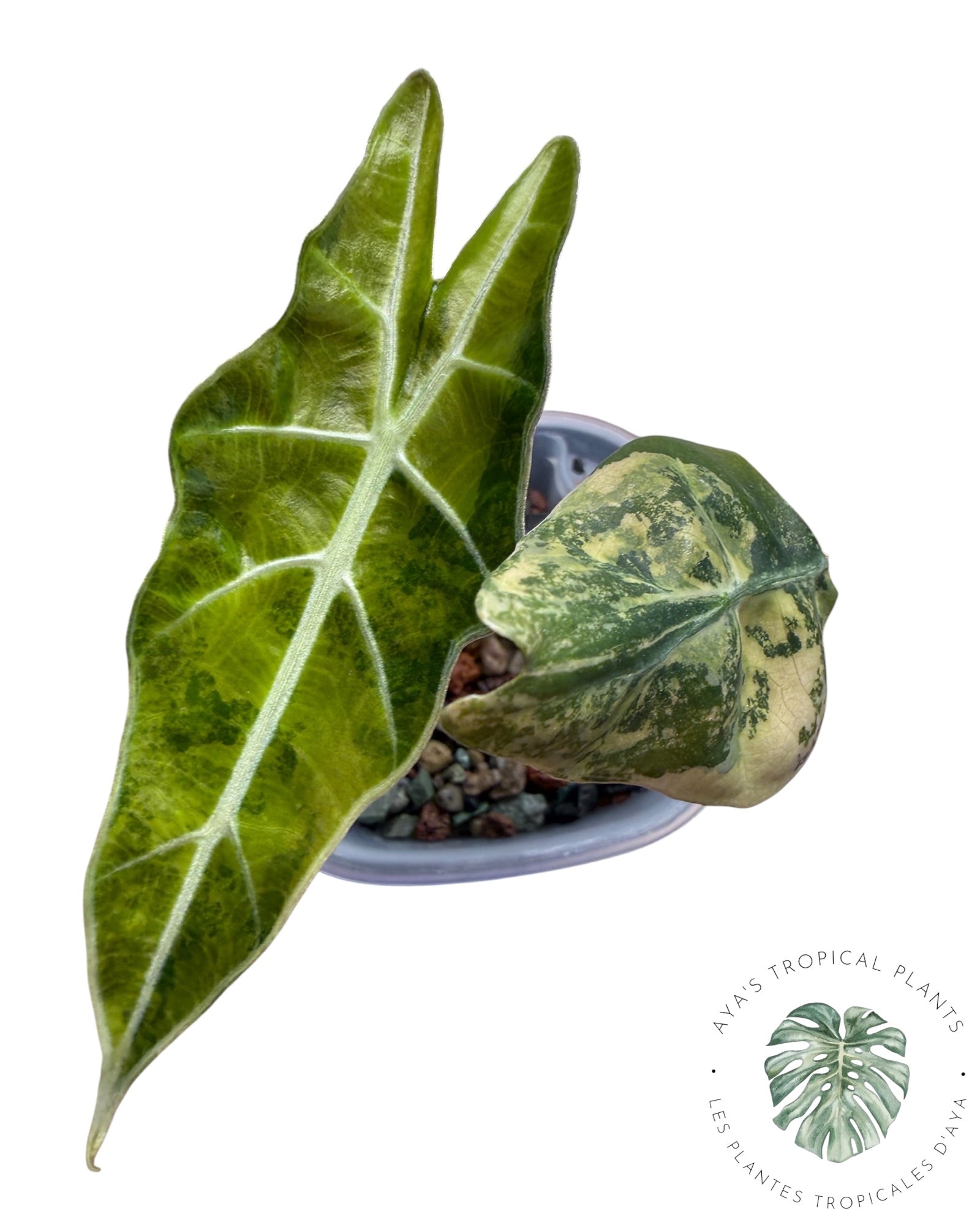 Alocasia Sanderiana ‘Bull’ Aurea Variegated
