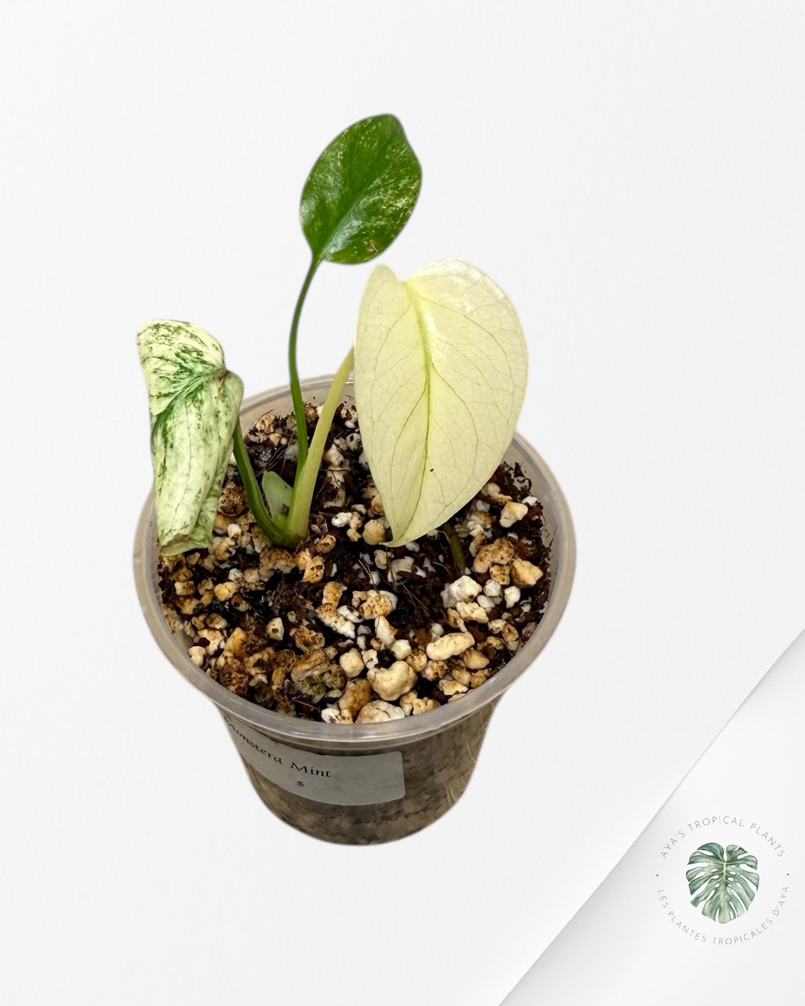 Monstera Mint| Rare TC Plant | Aya's Tropical Plants