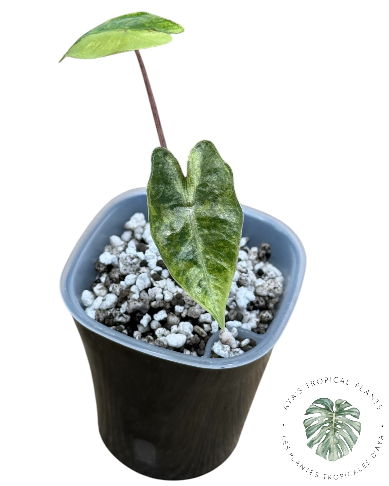 Alocasia Pseudo-Sanderiana Aurea Variegated