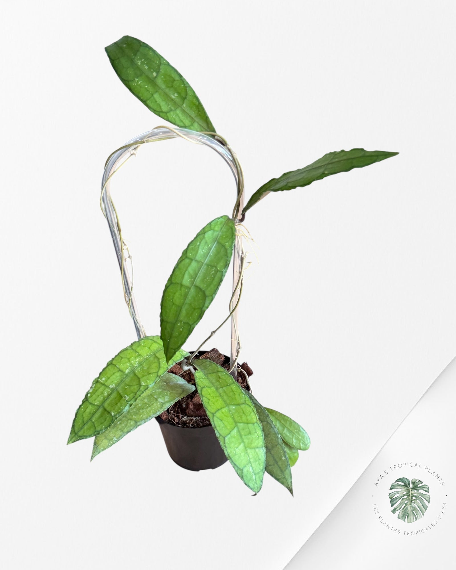 Hoya Clemensiorum - F2