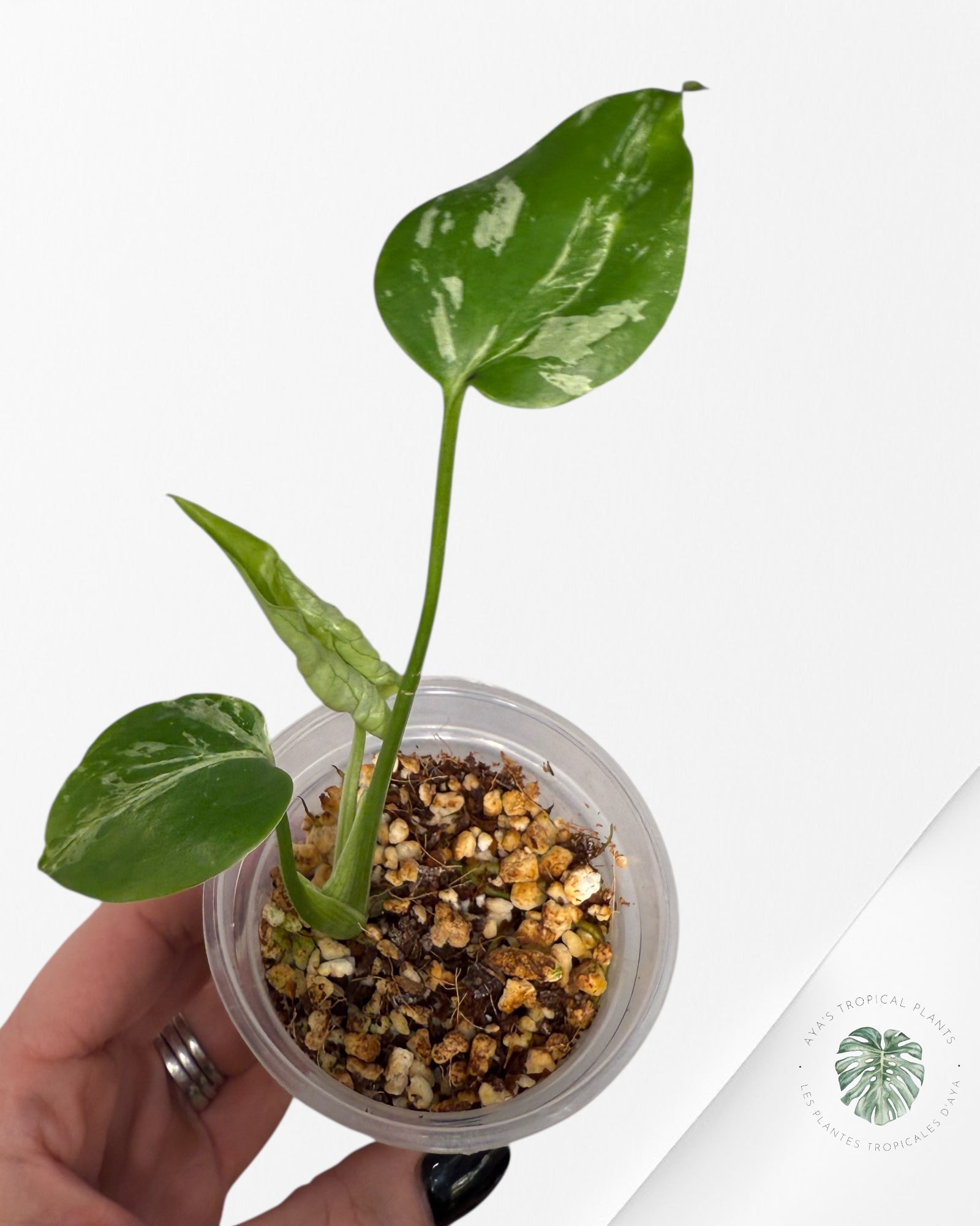 Monstera Deliciosa Bulbasaur | Rare TC Plant| Aya's Tropical Plants