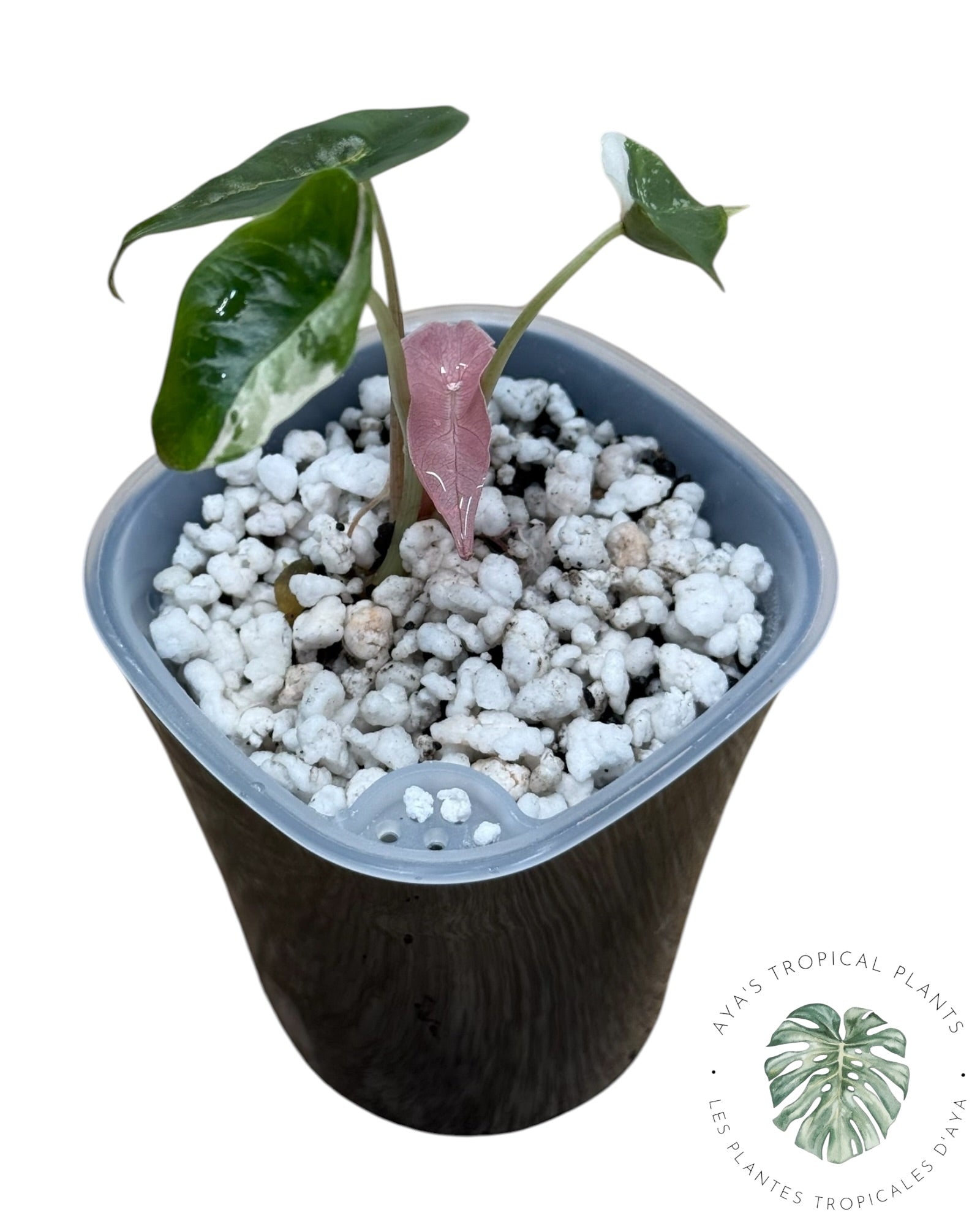 Alocasia Chantrieri Pink Variegated