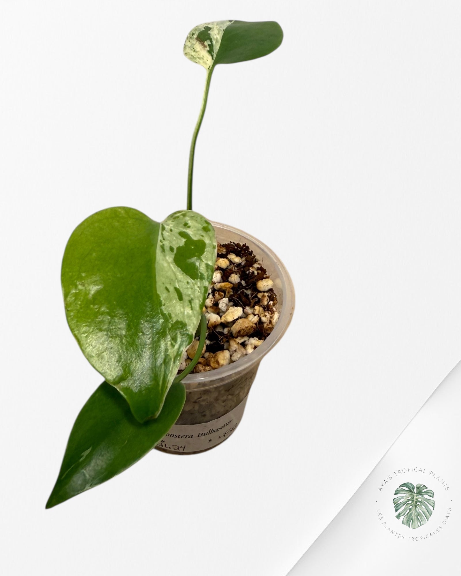 Monstera Deliciosa Bulbasaur | Rare TC Plant| Aya's Tropical Plants