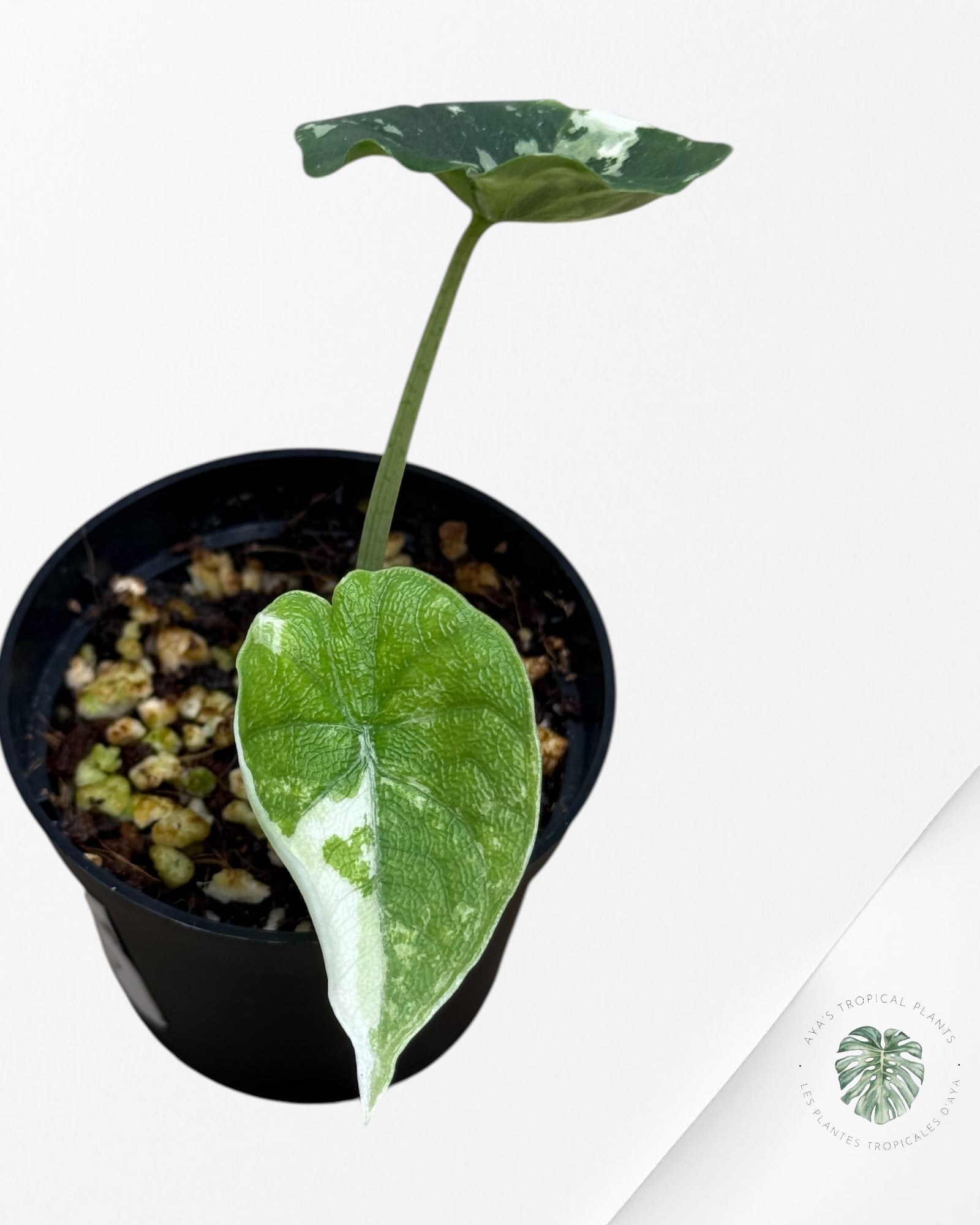 Alocasia Melo Variegated (Albo) - 24L