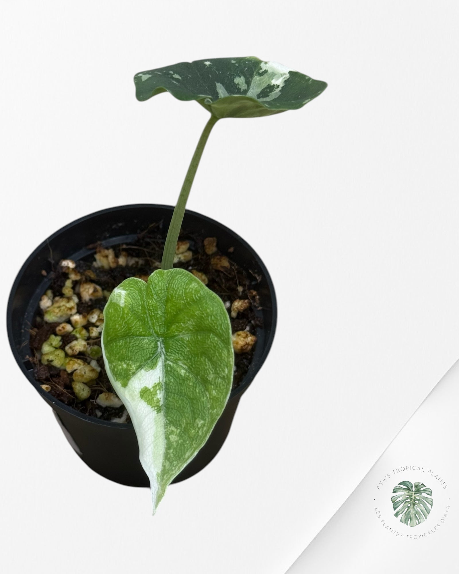 Alocasia Melo Variegated (Albo) - 24L