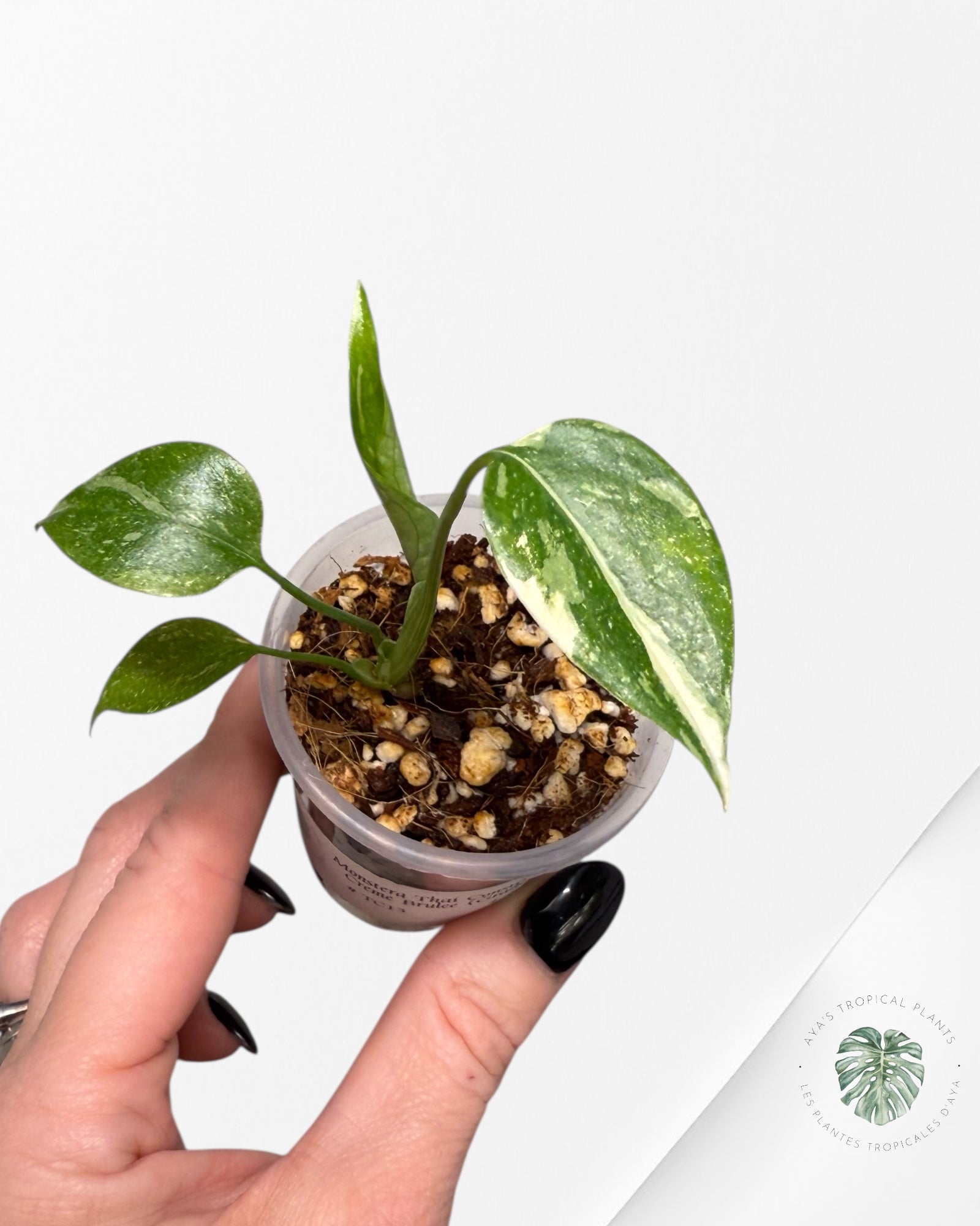 Monstera Thai Constellation Creme Brûlée| Rare TC Plant | Aya's Tropical Plants
