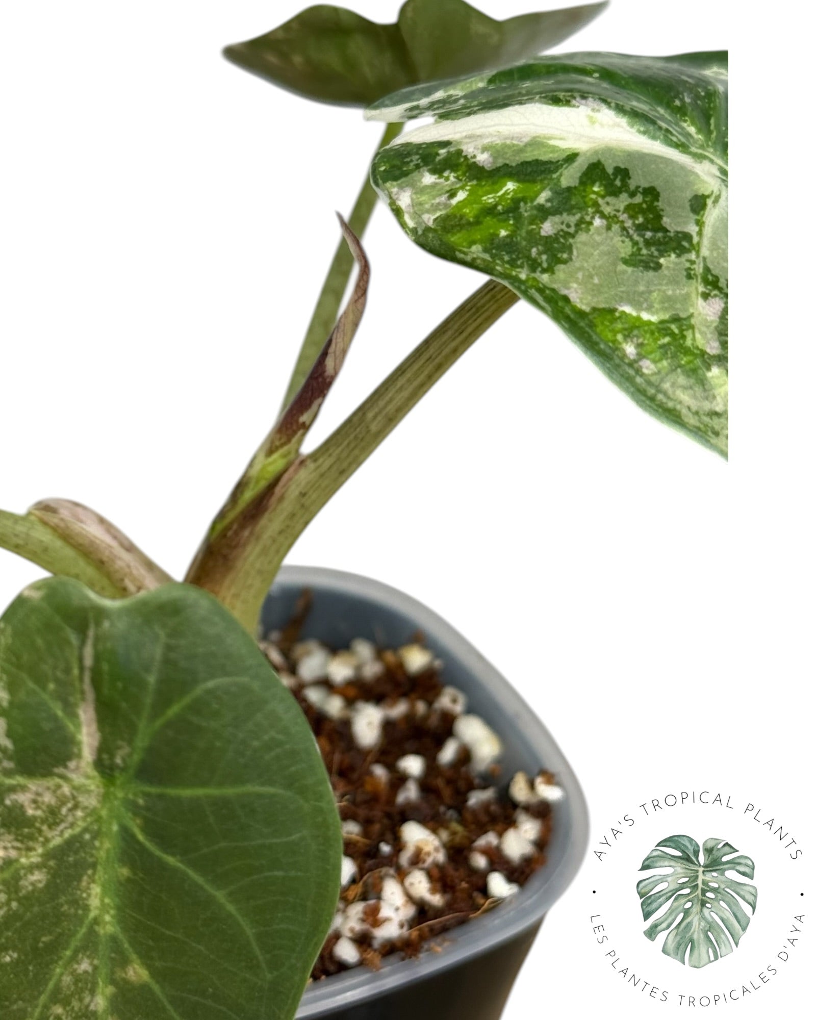 Alocasia Wentii Albo Pink Variegated