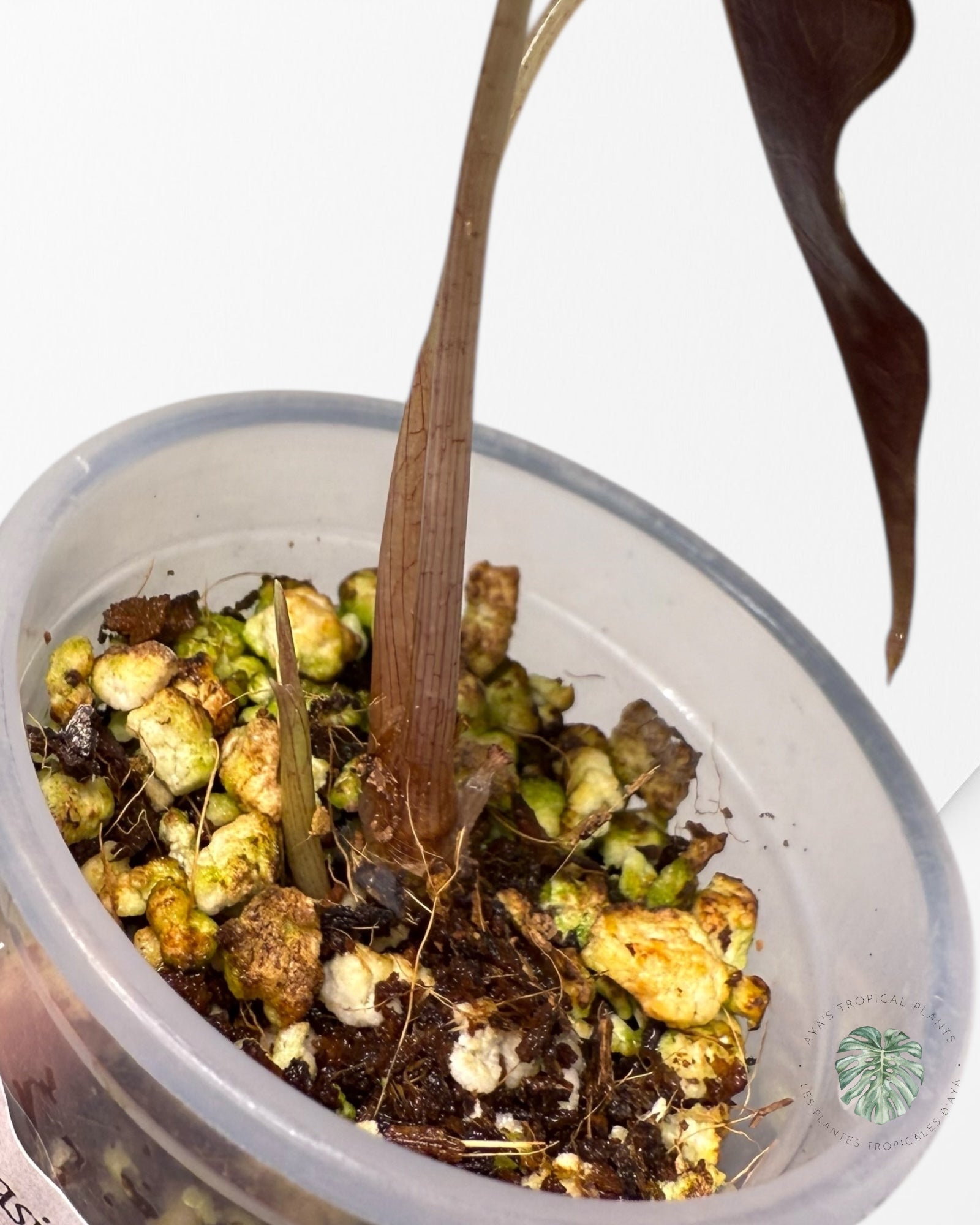 Alocasia Nobilis Variegated Aurea| Rare TC Plant| Aya's Tropical Plants