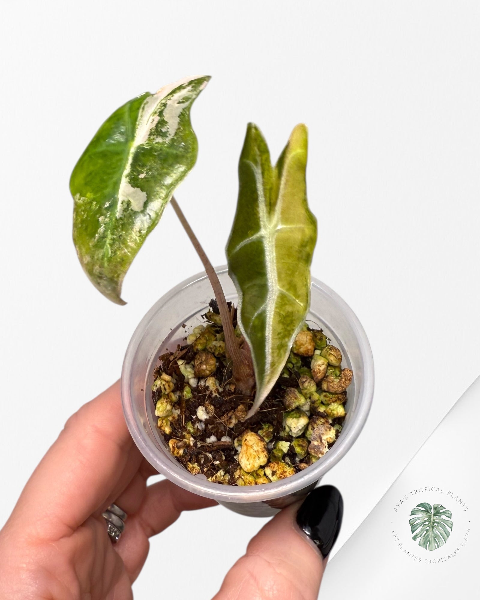 Alocasia Nobilis Variegated Aurea| Rare TC Plant| Aya's Tropical Plants