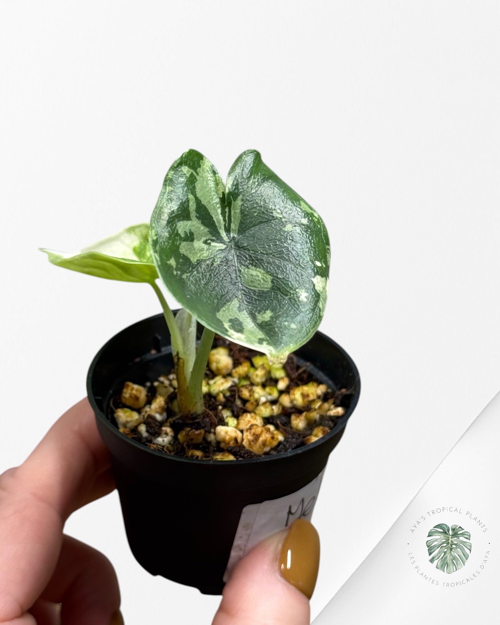 Alocasia Melo Variegated (Albo) - 24L