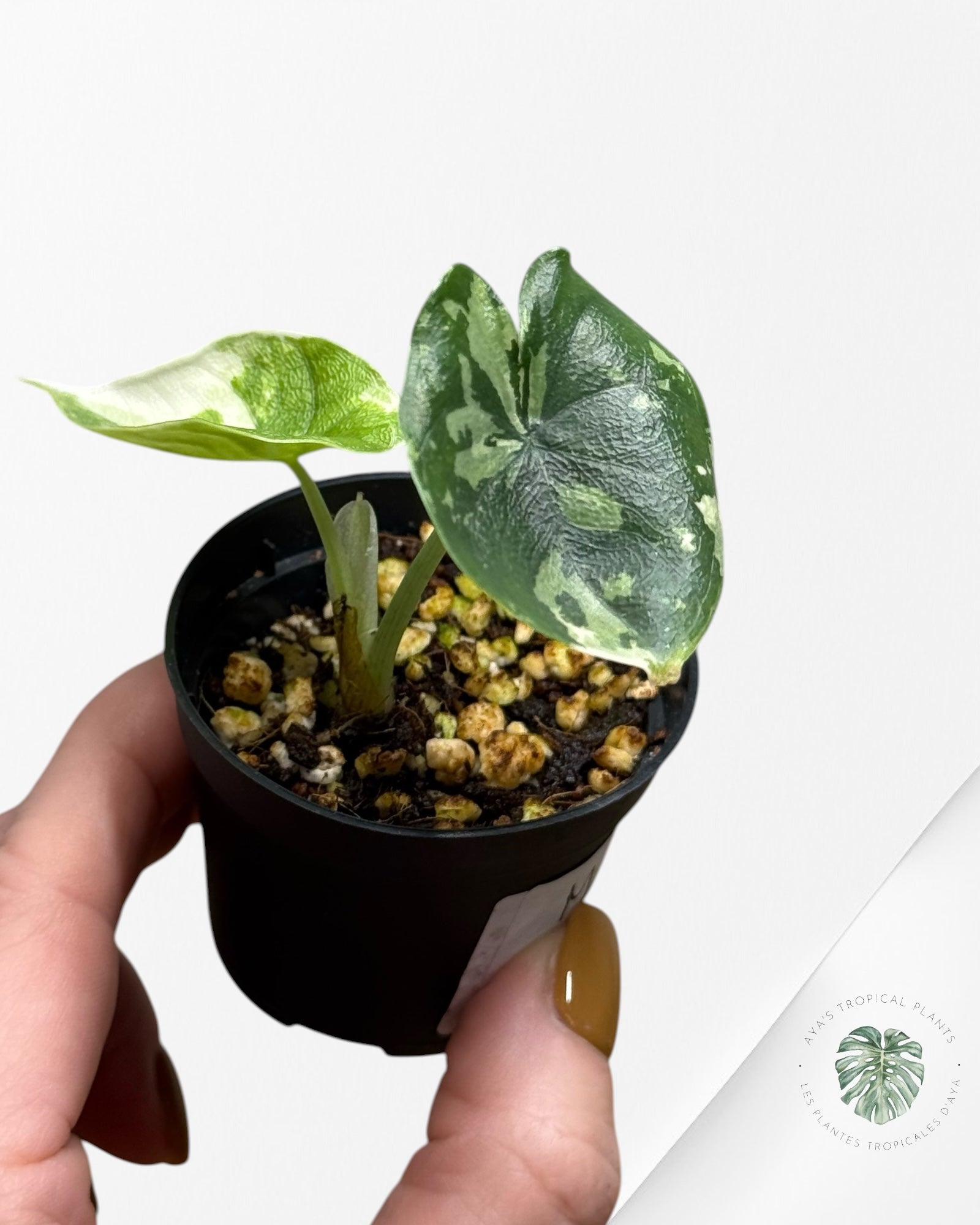 Alocasia Melo Variegated (Albo) - 24L