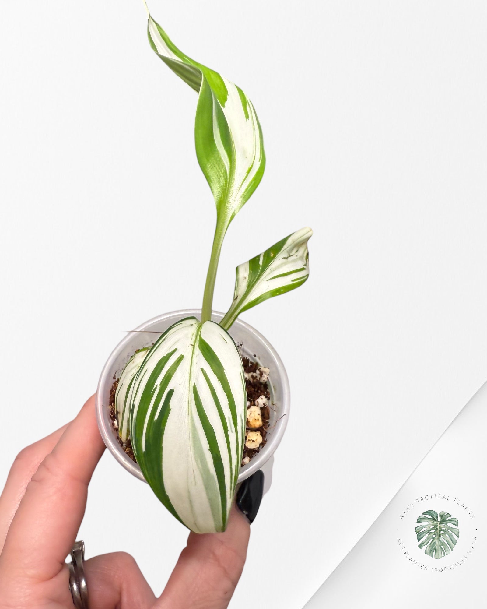 Musa Florida Banana Variegated| Rare TC Plant | Aya's Tropical Plants