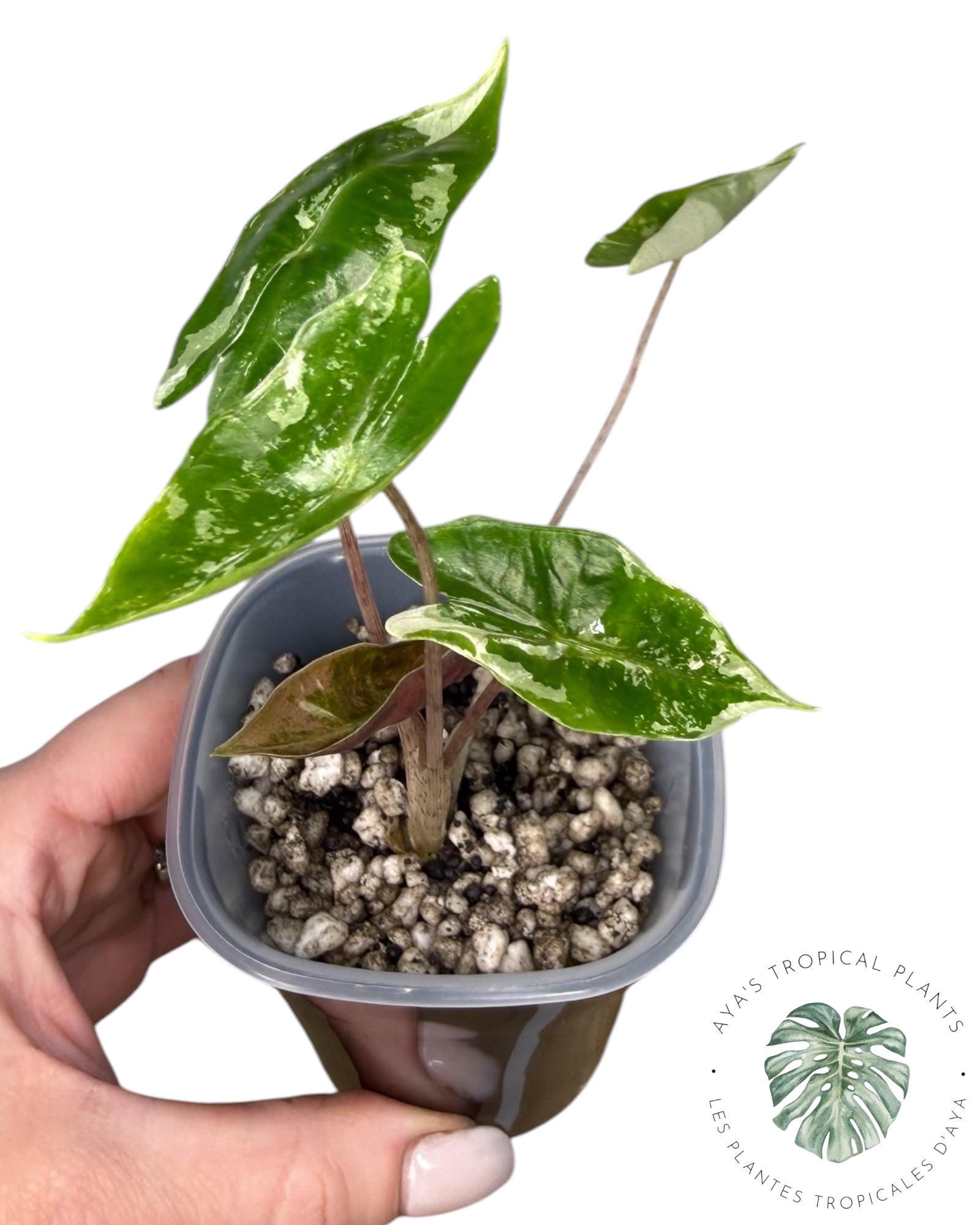 Alocasia Pseudo-Sanderiana Pink Variegated