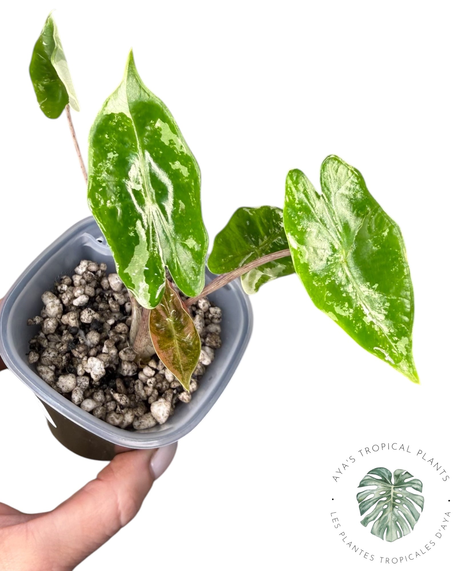 Alocasia Pseudo-Sanderiana Pink Variegated