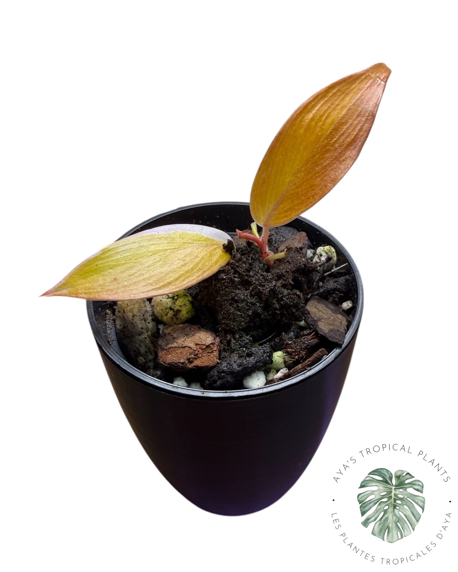 Philodendron Princesse Persimmon