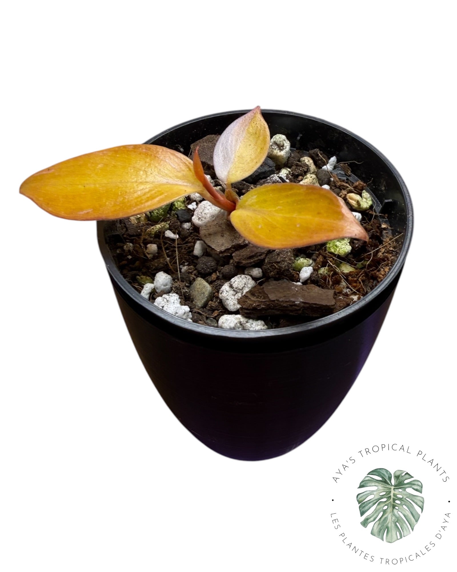 Philodendron Princesse Persimmon