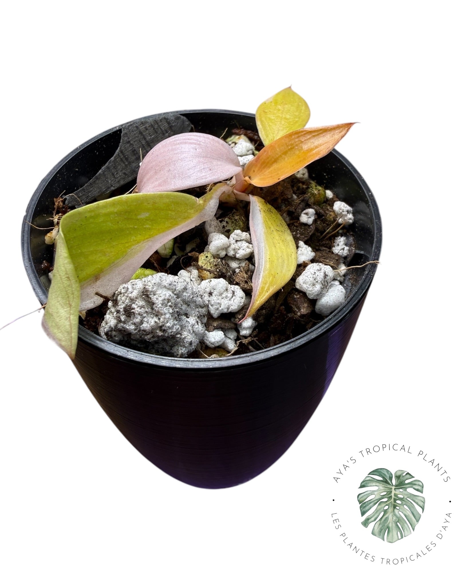 Philodendron Persimmon Princess