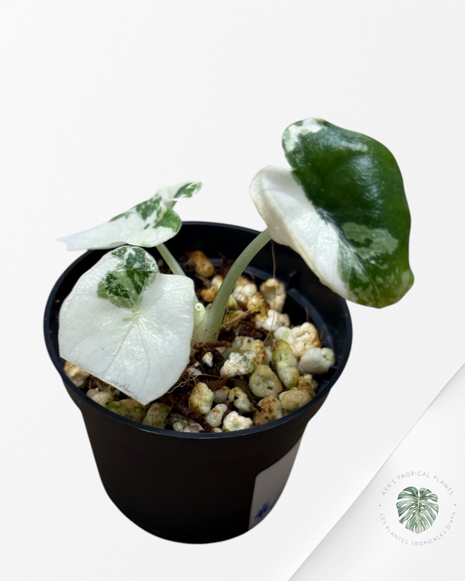 Alocasia Melo Variegated (Albo) - 0110