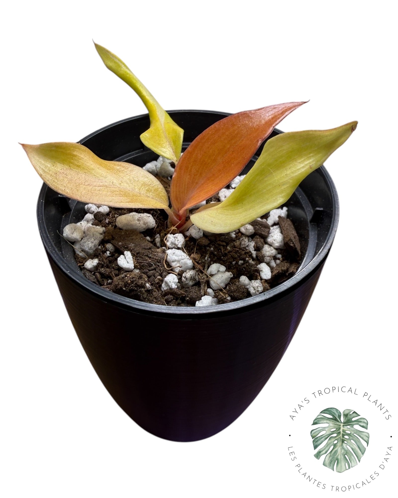 Philodendron Persimmon Princess