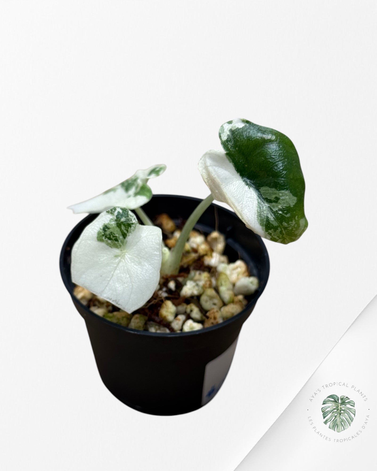 Alocasia Melo Variegated (Albo) - 0110