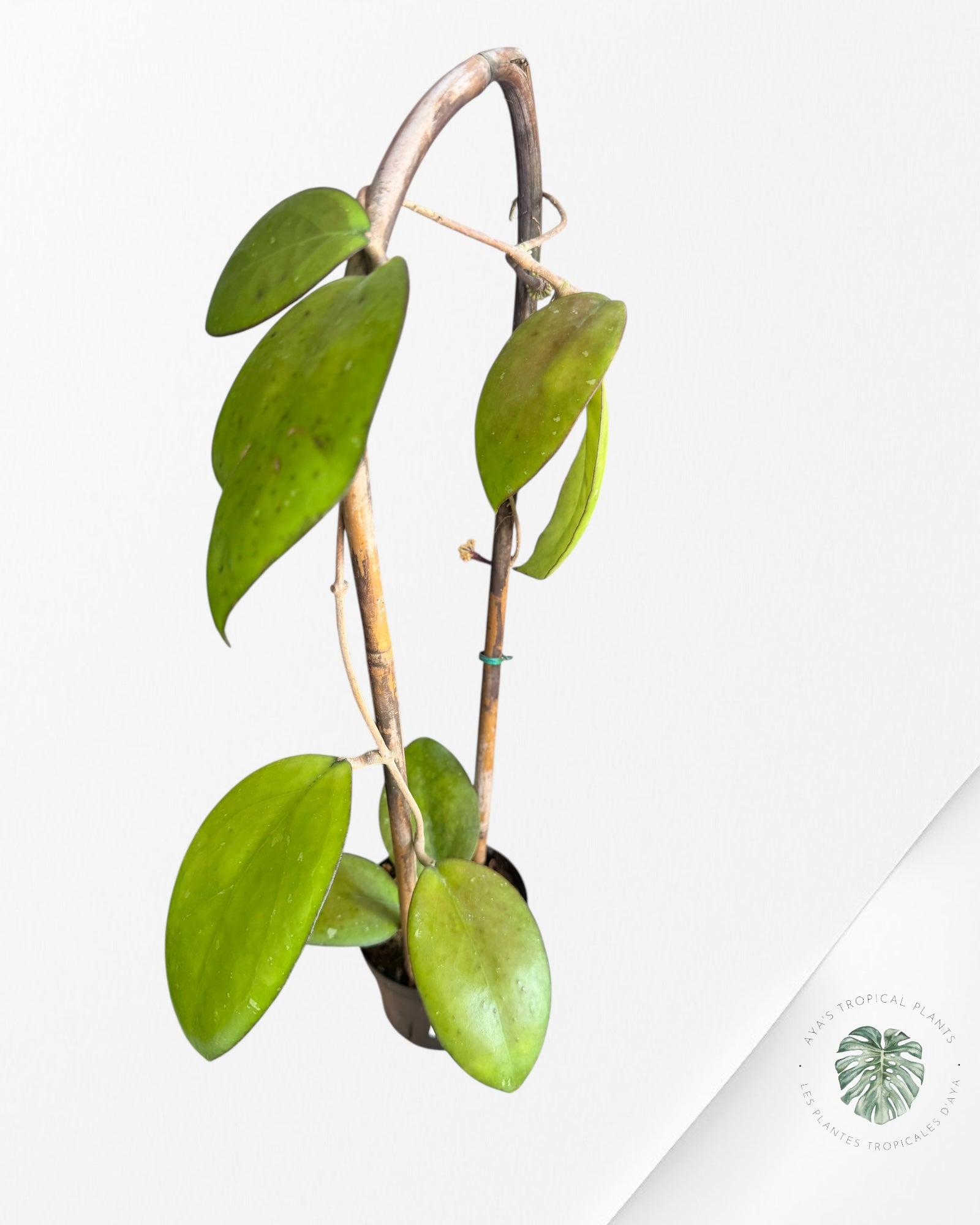 Hoya Noelle-F2
